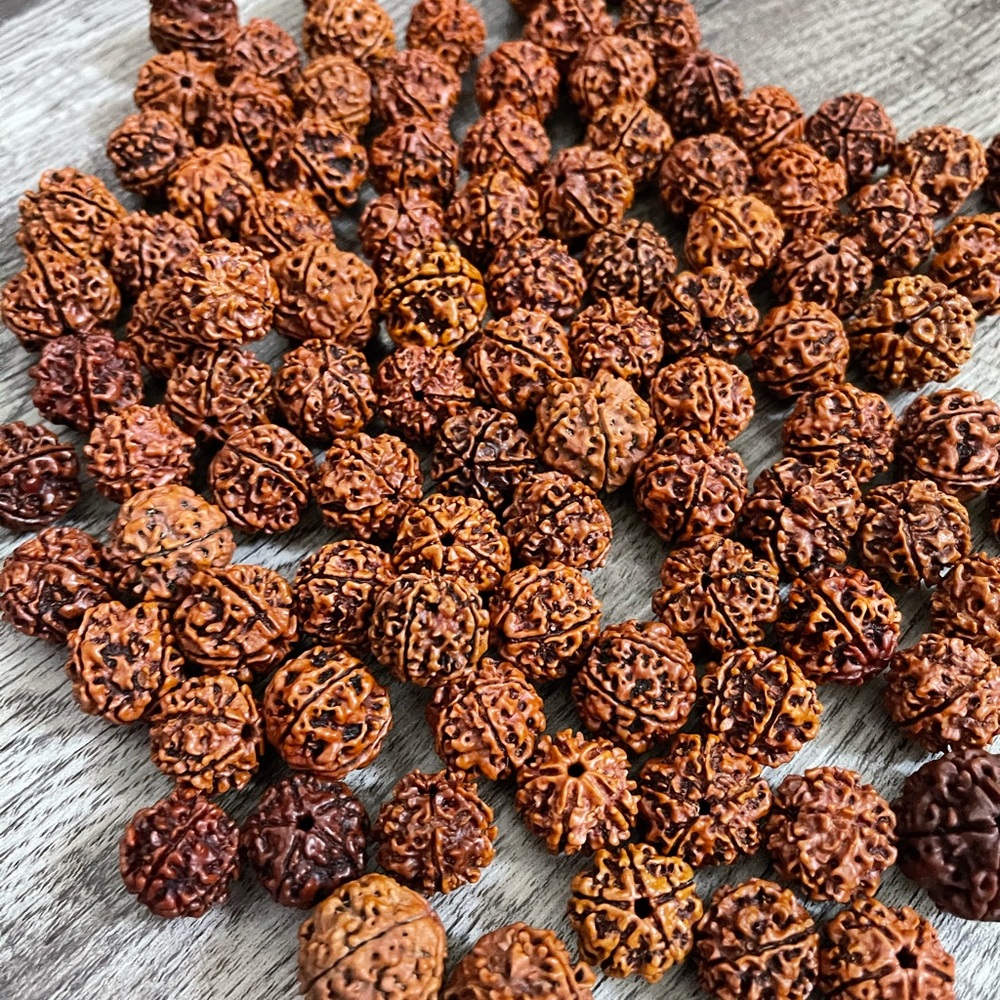 NATURAL 5 MUKHI RUDRAKSHA / Five FACE RUDRAKSH